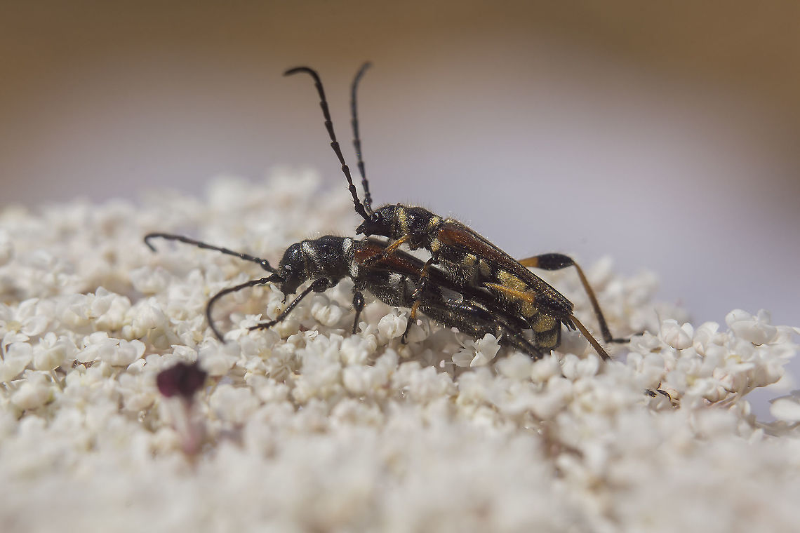 Stenopterus ater Stenopterus ater, copula on Daucus carota. Stenopterus ater,biodiversity,cerambycidae,cerambycinae,coleoptera,insecta,insects,polyphaga,spring