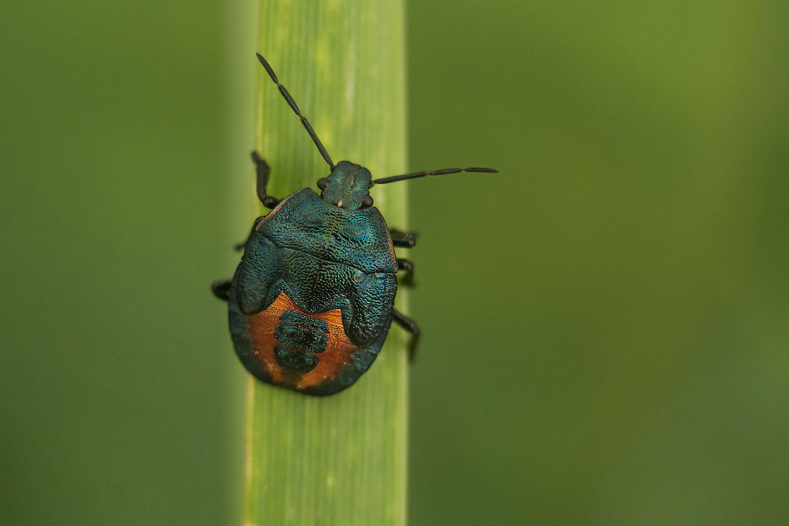 Jalla dumosa Jalla dumosa, IV(?) stage nymph. Jalla dumosa,asopinae,biodiversity,hemiptera,heteroptera,insecta,insects,pentatomidae,pentatomoidea,spring