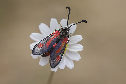 Zygaena sarpedon Zygaena (Mesembrynus) sarpedon Mesembrynus,Zygaena sarpedon,biodiversity,heterocera,insecta,insects,lepidoptera,spring,zygaenidae,zygaeninae