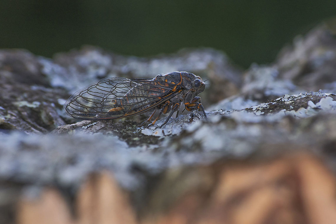 Tibicina quadrisignata Tibicina quadrisignata Tibicina quadrisignata,arthropoda,cicada,cicadidae,hemiptera,homoptera,insecta,insects,summer