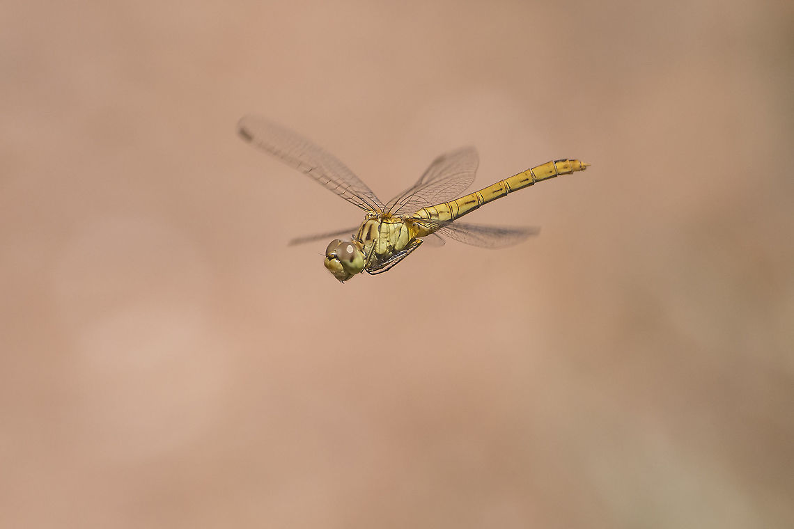 Sympetrum meridionale Sympetrum meridionale, female in flight:<br />
<br />
Adult male, here:<br />
<figure class="photo"><a href="https://www.jungledragon.com/image/43764/sympetrum_meridionale.html" title="Sympetrum meridionale"><img src="https://s3.amazonaws.com/media.jungledragon.com/images/2527/43764_thumb.jpg?AWSAccessKeyId=05GMT0V3GWVNE7GGM1R2&Expires=1759968010&Signature=YEF8BbjysKFtl96KUSW4ye8HvWU%3D" width="200" height="134" alt="Sympetrum meridionale Sympetrum meridionale, adult male<br />
<br />
adult female here:<br />
https://www.jungledragon.com/image/67123/sympetrum_meridionale.html<br />
<br />
Female in flight:<br />
https://www.jungledragon.com/image/121922/sympetrum_meridionale.html Libellulidae,Southern Darter,Sympetrum meridionale,anisoptera,arthropoda,biodiversity,dragonfly,insecta,insects,odonata,summer" /></a></figure><br />
<br />
Adult female, here: <br />
<figure class="photo"><a href="https://www.jungledragon.com/image/67123/sympetrum_meridionale.html" title="Sympetrum meridionale"><img src="https://s3.amazonaws.com/media.jungledragon.com/images/2527/67123_thumb.jpg?AWSAccessKeyId=05GMT0V3GWVNE7GGM1R2&Expires=1759968010&Signature=7YPLC2hYPrVGAHKKprT2TUN9Pwk%3D" width="200" height="134" alt="Sympetrum meridionale Sympetrum meridionale, adult female<br />
<br />
adult male here: https://www.jungledragon.com/image/43764/sympetrum_meridionale.html<br />
<br />
Female dragonfly in flight, here:<br />
https://www.jungledragon.com/image/121922/sympetrum_meridionale.html Libellulidae,Southern Darter,Sympetrum meridionale,anisoptera,arthropoda,biodiversity,dragonfly,insecta,insects,odonata,summer" /></a></figure> Libellulidae,Southern Darter,Sympetrum meridionale,anisoptera,arthropoda,biodiversity,dragonfly,insecta,insects,odonata,summer