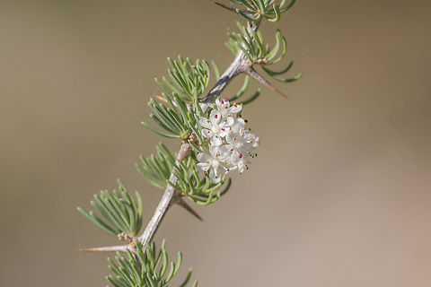 Asparagus albus Asparagus albus, flower Asparagaceae,Asparagale,Asparagus albus,Aspargus,autumn,biodiversity,plants,wild flaowers,wild plants