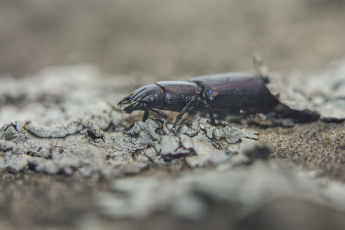 Temnoscheila caerulea Temnoscheila caerulea Temnoscheila caerulea,Trogossitidae,arthropoda,beetles,biodiversity,coleoptera,insecta,insects,summer