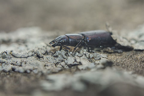 Temnoscheila caerulea Temnoscheila caerulea Temnoscheila caerulea,Trogossitidae,arthropoda,beetles,biodiversity,coleoptera,insecta,insects,summer