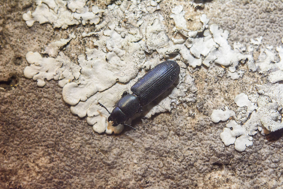 Temnoscheila caerulea Temnoscheila caerulea Temnoscheila caerulea,Trogossitidae,arthropoda,beetles,biodiversity,coleoptera,insecta,insects,summer