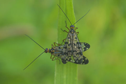 Panorpa meridionalis Panorpa meridionalis, copula Panorpa meridionalis,arthropoda,biodiversity,insecta,insects,mecoptera,panorpidae,spring