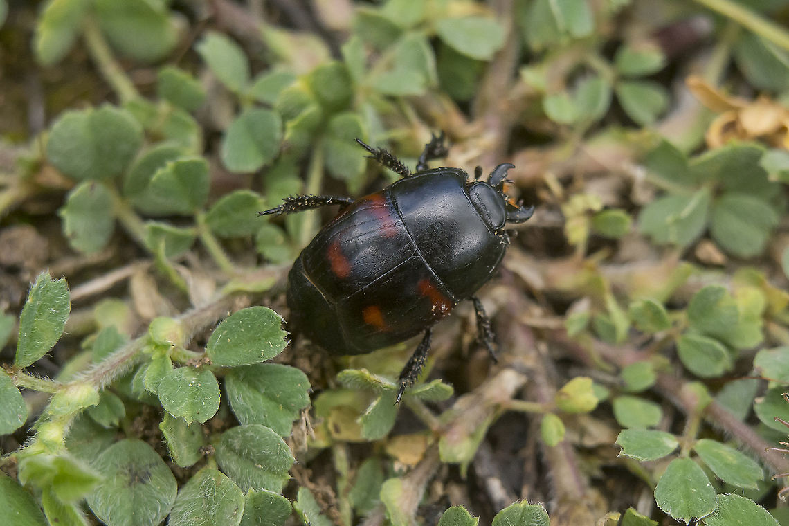 Hister quadrimaculatus Hister quadrimaculatus Hister quadrimaculatus,Histeridae,arthropoda,beetle,biodiversity,coleoptera,insecta,insects,polyphaga,spring