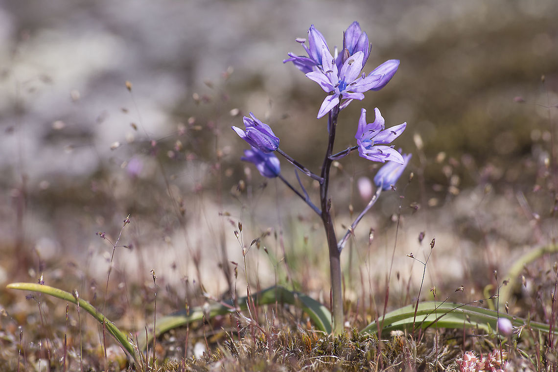 Scilla ramburei Scilla ramburei Asparagaceae,Asparagales,Scilla ramburei,biodiversity,plantae,plants