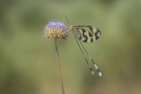 Nemoptera bipennis Nemoptera bipennis Myrmeleontiformia,Nemoptera bipennis,arthropoda,biodiversity,insecta,insects,nemoptera,nemopteridae,spring