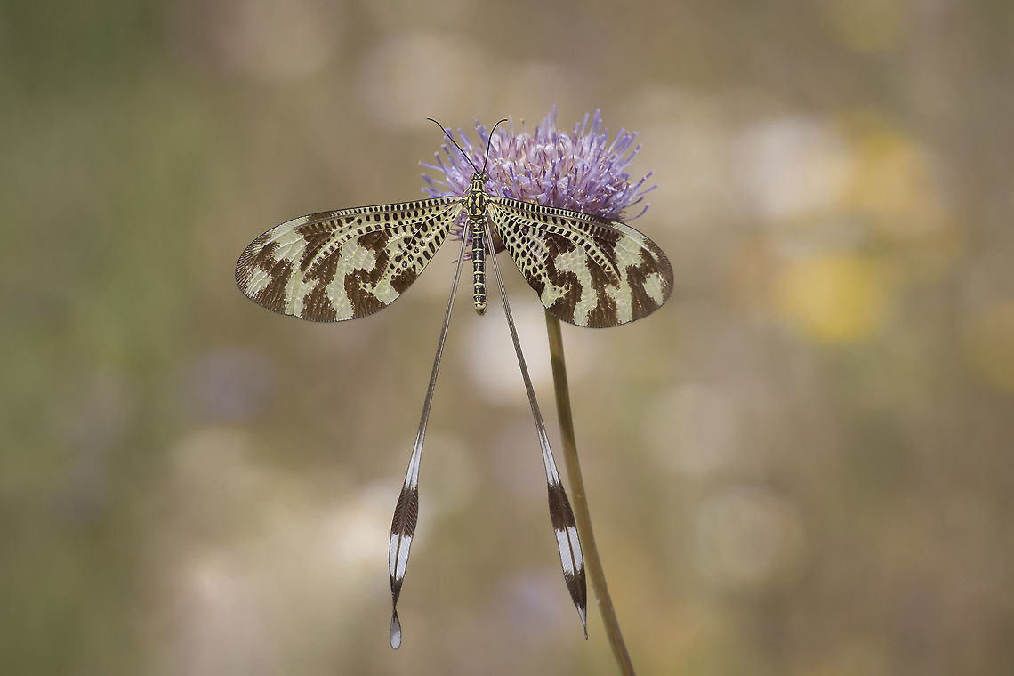 Nemoptera bipennis Nemoptera bipennis Myrmeleontiformia,Nemoptera bipennis,arthropoda,biodiversity,insecta,insects,nemoptera,nemopteridae,spring