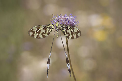 Nemoptera bipennis Nemoptera bipennis Myrmeleontiformia,Nemoptera bipennis,arthropoda,biodiversity,insecta,insects,nemoptera,nemopteridae,spring