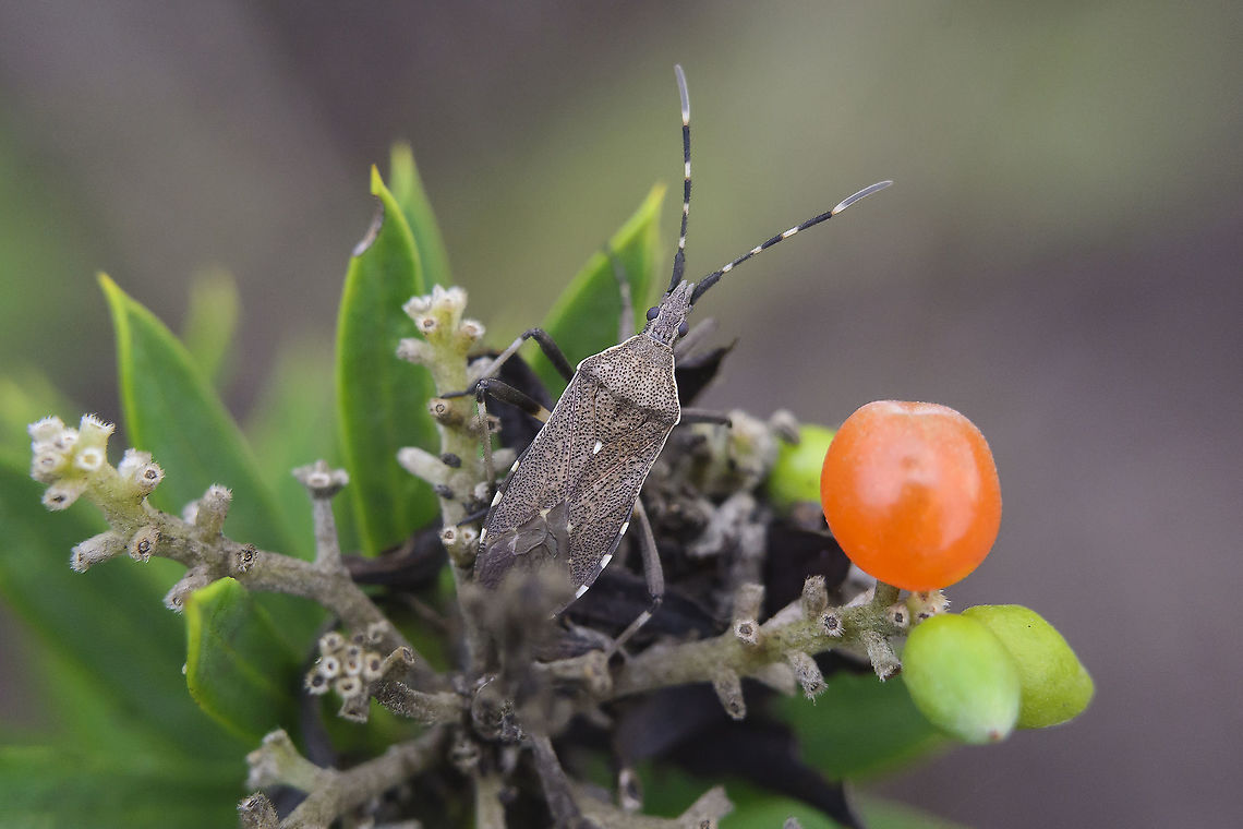 Dicranocephalus marginicollis Dicranocephalus marginicollis,<br />
feeding on Daphne gnidium. Dicranocephalus marginicollis,autumn,biodiversity,coreoidea,hemiptera,heteroptera,insecta,insects,stenocephalidae