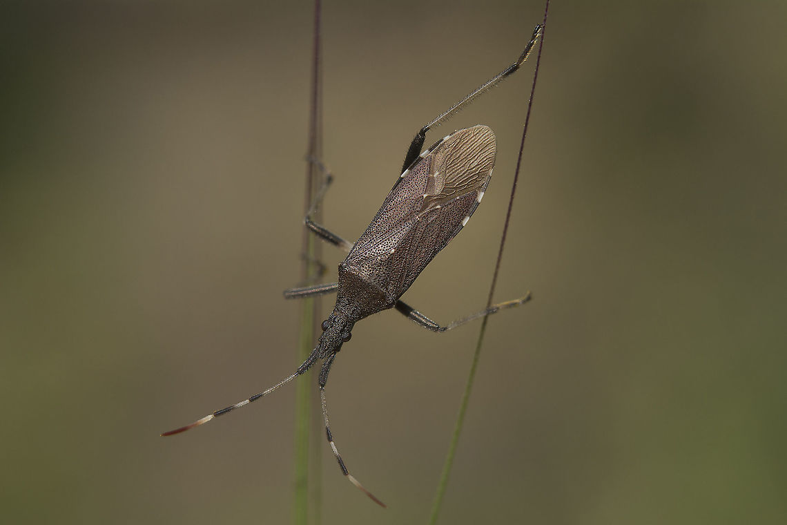 Dicranocephalus albipes Dicranocephalus albipes Dicranocephalus albipes,biodiversity,coreoidea,hemiptera,heteroptera,insecta,insects,spring,stenocephalidae