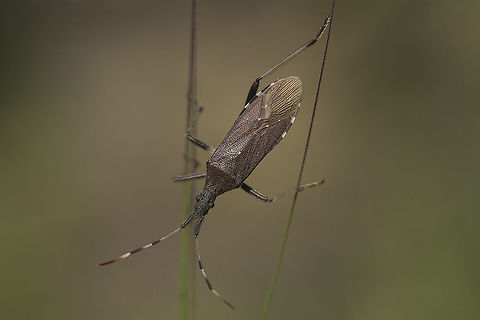 Dicranocephalus albipes Dicranocephalus albipes Dicranocephalus albipes,biodiversity,coreoidea,hemiptera,heteroptera,insecta,insects,spring,stenocephalidae