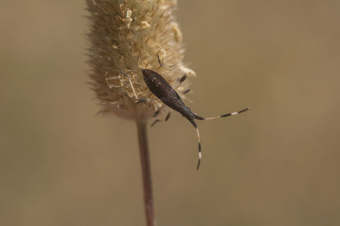 Dicranocephalus albipes Dicranocephalus albipes, nymph Dicranocephalus albipes