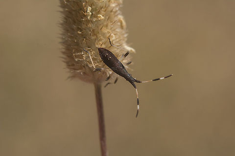 Dicranocephalus albipes Dicranocephalus albipes, nymph Dicranocephalus albipes