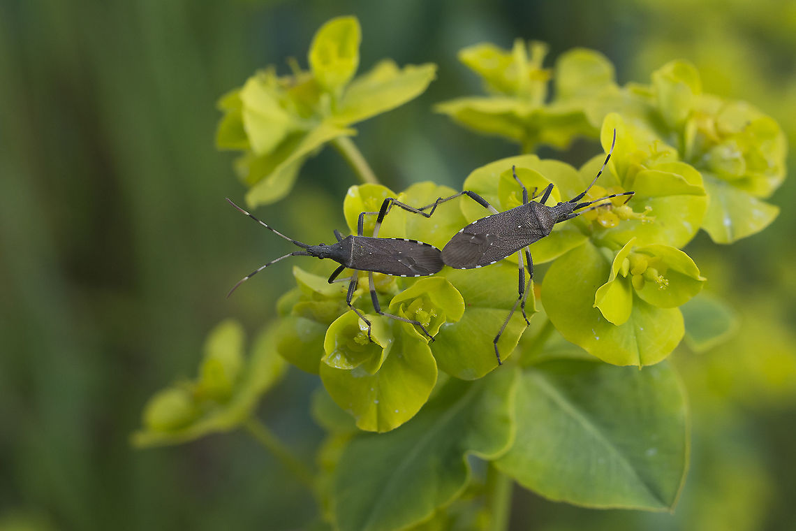 Dicranocephalus albipes Dicranocephalus albipes, copula Dicranocephalus albipes