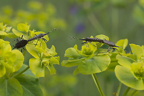 Dicranocephalus albipes Dicranocephalus albipes, copula Dicranocephalus albipes