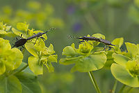 Dicranocephalus albipes Dicranocephalus albipes, copula Dicranocephalus albipes