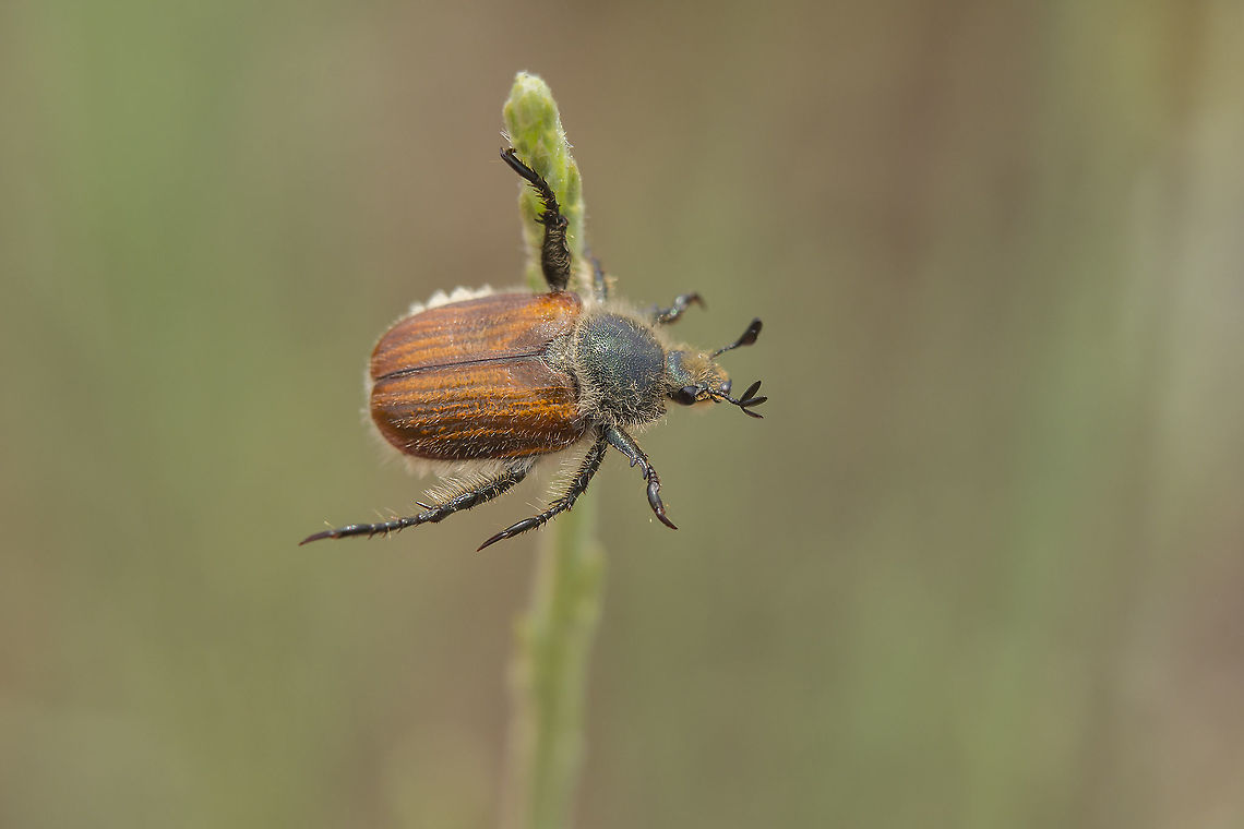 Anthoplia floricola Anthoplia floricola Anthoplia floricola