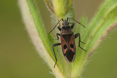 Lasiocoris anomalus Lasiocoris anomalus Lasiocoris anomalus