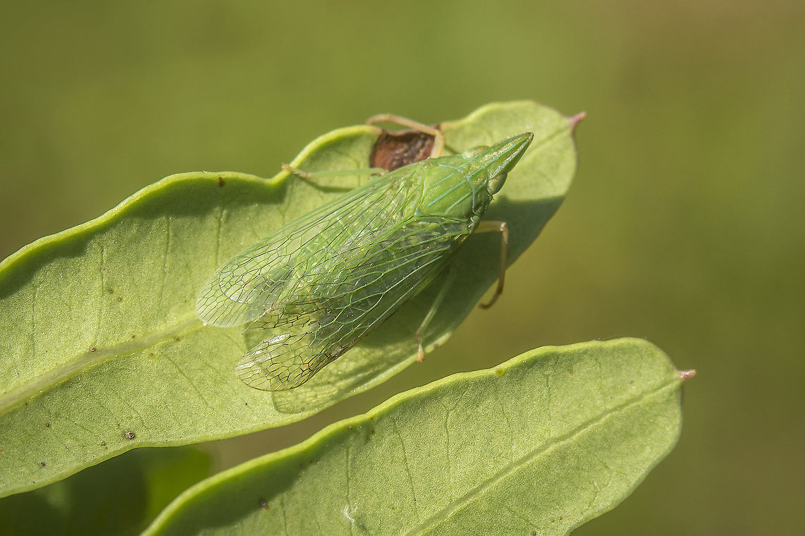 Dictyophara multireticulata dorsal view of Dictyophara multireticulata, on Pistacia lentiscus.<br />
 Dictyophara multireticulata,arthropoda,biodiversity,dictypharidae,hemiptera,homoptera,insecta,insects