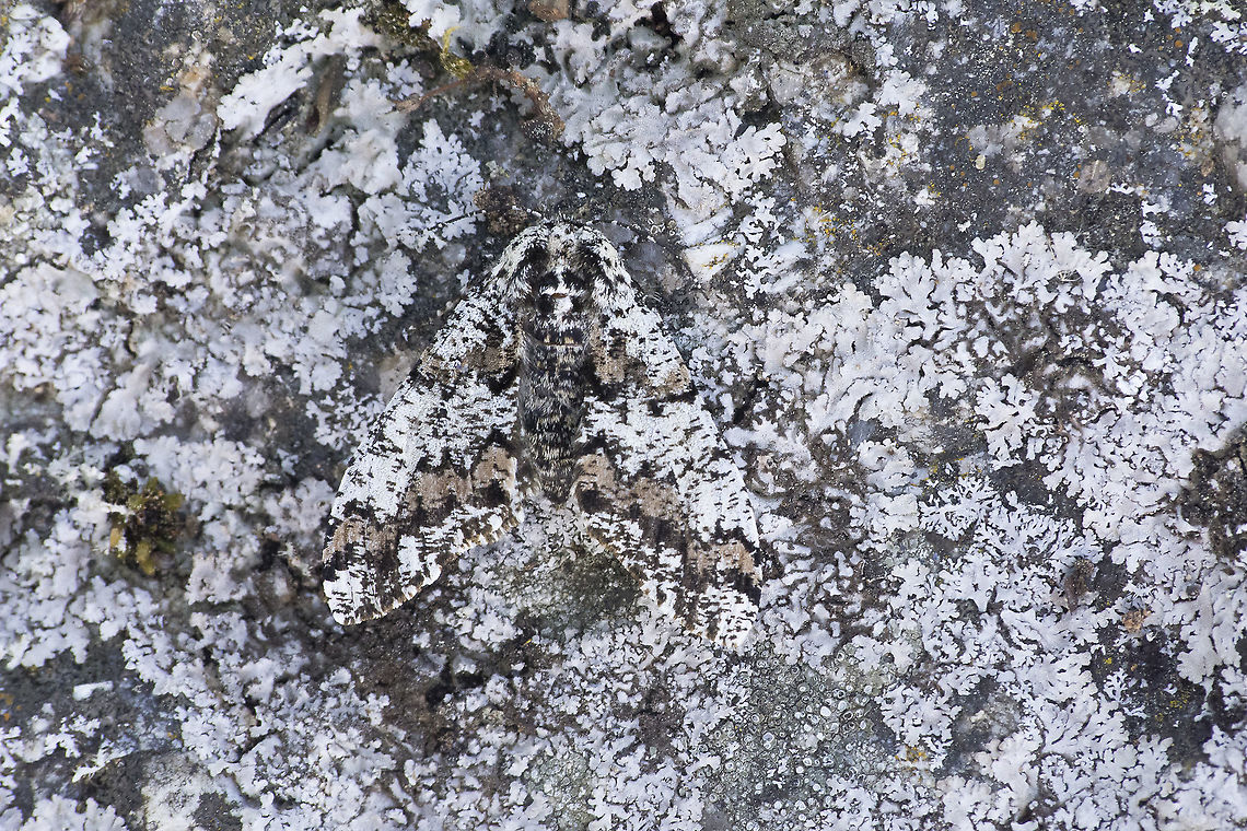 Biston strataria Biston strataria Biston strataria,Boarmiini,Ennominae,biodiversity,geometridae,heterocera,lepidoptera,moth,spring