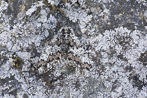 Biston strataria Biston strataria Biston strataria,Boarmiini,Ennominae,biodiversity,geometridae,heterocera,lepidoptera,moth,spring
