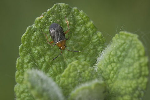 Capsus ater Capsus ater Capsus ater,arthropoda,biodiversity,bugs,hemiptera,heteroptera,miridae,mirini,spring