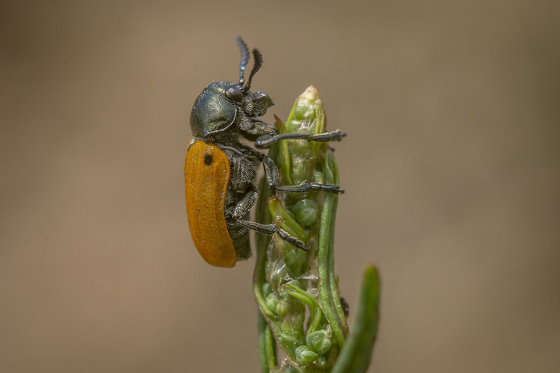 Labidostomis lusitanica Labidostomis (Labidostomis) lusitanica (Germar, 1824) Labidostomis lusitanica,arthopoda,chrysomelidae,clytrini,coleoptera,cryptocephalinae,insecta,insects,polyphaga,spring