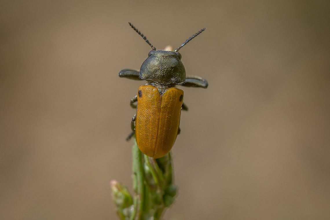 Labidostomis lusitanica Labidostomis (Labidostomis) lusitanica (Germar, 1824) Labidostomis lusitanica,arthopoda,chrysomelidae,clytrini,coleoptera,cryptocephalinae,insecta,insects,polyphaga,spring