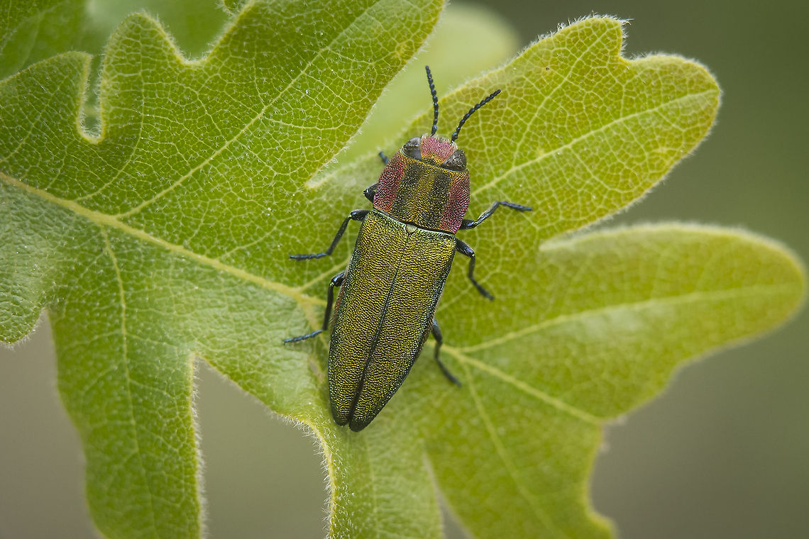 Anthaxia hungarica Anthaxia (Cratomerus) hungarica subsp. hungarica (Scopoli, 1772) Anthaxia hungarica,Buprestoidea,Elateriformia,anthaxiini,arthropoda,biodiversity,buprestidae,buprestinae,insecta,insects,spring