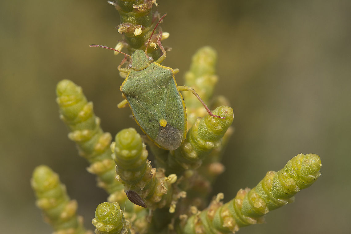 Brachynema cinctum Brachynema cinctum<br />
<a href="https://www.inaturalist.org/observations/103376943" rel="nofollow">https://www.inaturalist.org/observations/103376943</a> Brachynema cinctum,Carpocorini,biodiversity,bugs,hemiptera,heteroptera,pentatomidae,pentatominae,pentatomoidea,spring
