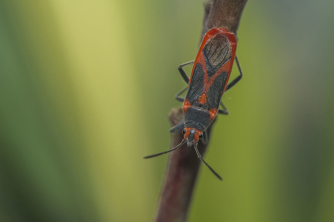 Caenocoris nerii Caenocoris nerii, bugs for this holidays :D Caenocoris nerii,Lygaeoidea,Nerium oleander,Oleander seedbug,arthropoda,biodiversity,bugs,insecta,insects,lygaeidae,winter