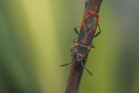Caenocoris nerii Caenocoris nerii, bugs for this holidays :D Caenocoris nerii,Lygaeoidea,Nerium oleander,Oleander seedbug,arthropoda,biodiversity,bugs,insecta,insects,lygaeidae,winter