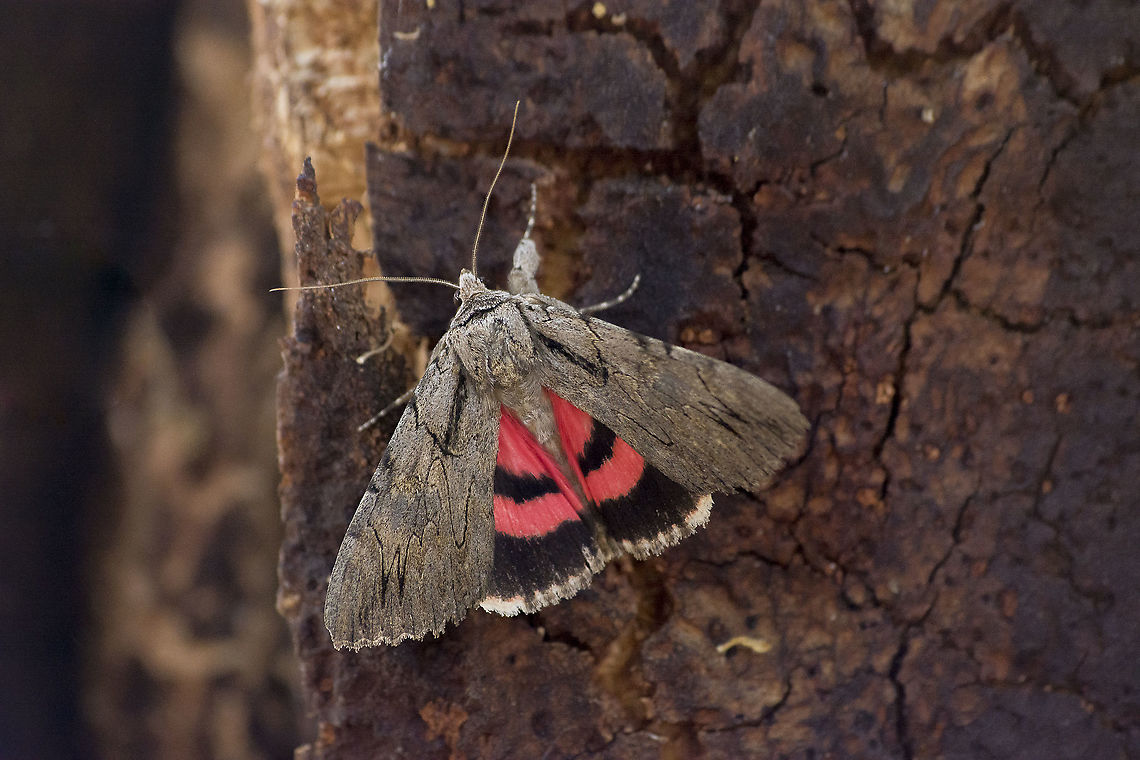 Catocala optata Catocala optata Catocala optata,Catocalini,Erebidae,arthopoda,biodiversity,heterocera,insecta,insects,lepidoptera,moth,summer