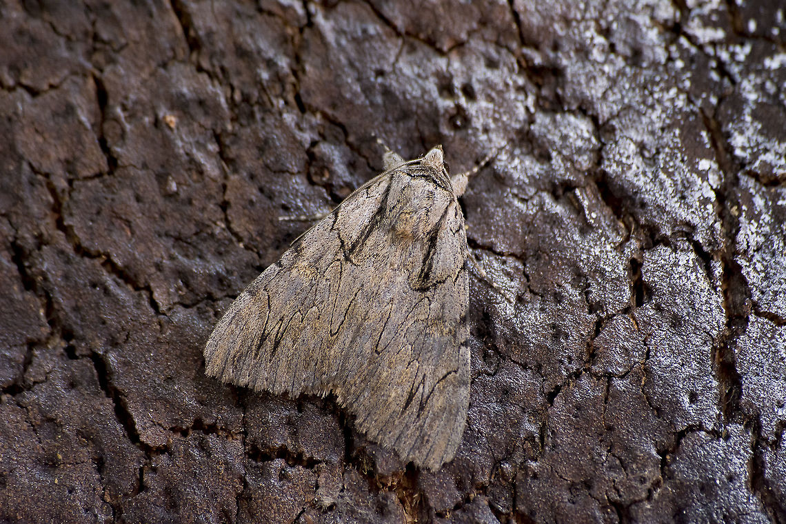 Catocala optata Catocala optata Catocala optata,Catocalini,Erebidae,arthopoda,biodiversity,heterocera,insecta,insects,lepidoptera,moth,summer