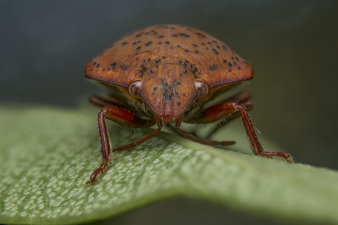 Solenosthedium bilunatum Solenosthedium bilunatum<br />
Stacked image: 6 Exp. | Handheld | Rendered with Helicon Focus<br />
<br />
Almost 6 years after, almost the same day, at the same place, a wonderer.<br />
<figure class="photo"><a href="https://www.jungledragon.com/image/35957/solenosthedium_bilunatum.html" title="Solenosthedium bilunatum"><img src="https://s3.amazonaws.com/media.jungledragon.com/images/2527/35957_thumb.jpg?AWSAccessKeyId=05GMT0V3GWVNE7GGM1R2&Expires=1759968010&Signature=0xKu%2BVlqx69zrfmykDBOAYMLQ5Q%3D" width="200" height="134" alt="Solenosthedium bilunatum Solenosthedium bilunatum<br />
<br />
Solenosthedium bilunatum (Lefebvre, 1827) is a remarkable, 12 &ndash; 16 mm<br />
large true bug of the Scutelleridae family, member of the tribe Elvisurini, which is<br />
most diversified in the Austral-Asian region. Its abdomen is completely covered<br />
by the scutellum. The basic coloration is light to reddish brown with small black<br />
spots and two large oval yellow spots on the scutellum (two moons &ndash; bilunatum)<br />
which could be missing in some specimens. It is a Mediterranean species, most<br />
numerous in North Africa (Algeria, Morocco, Tunisia) and Sicily (Matocq &amp; Pluot-<br />
Sigwalt, 2002). The Northernmost localities are in the Corse and Catalonia. In<br />
the East Mediterranean it is known from Lebanon, and the coastal part of Syria and Turkey. <br />
The only record for the Balkans is for Greece, but without any precise<br />
locality (Stichel, 1960, Josifov, 1986). In the summer of 2000 Tomi Trilar<br />
collected one specimen of this species in the Croatian Island of Korčula. This is<br />
the first record of the species for Croatia and the first precise locality in the Balkans.<br />
The specimen was crawling over a tent, so the food plant there is not known<br />
(T. Trilar, pers. comm.). Known food plants are Pistacia spp. (Anacardiaceae),<br />
Arbutus unedo (Ericaceae), Schinus molle (Anacardiaceae) and Cydonia oblonga<br />
(Rosaceae). Adults were collected also from several other plants (Matocq &amp; Pluot-<br />
Sigwalt, 2002). In hrcak.srce.hr/file/56624<br />
<br />
http://naturdata.com/Solenosthedium-bilunatum-31644.htm<br />
http://www.biodiversidadvirtual.org/insectarium/Solenosthedium-bilunatum-(Lefebvre-1827)-cat13678.html Animalia,Arthropoda,Elvisurini,Hemiptera,Insecta,Scutelleridae,Solenosthedium,Solenosthedium bilunatum,biodiversity,bugs,hemiptera,insects" /></a></figure><br />
 Elvisurini,Scutelleridae,Solenosthedium bilunatum,arthropoda,biodiversity,bugs,hemiptera,heteroptera,insecta,insetcs,winter