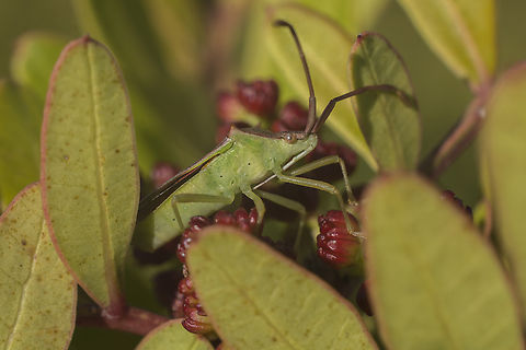 Plinachtus imitator Plinachtus imitator, on Pistacia lentiscus Coreidae,Geotagged,Gonocerini,Plinachtus imitator,Portugal,Winter,arthropoda,biodiversity,bugs,insecta,insects,spring