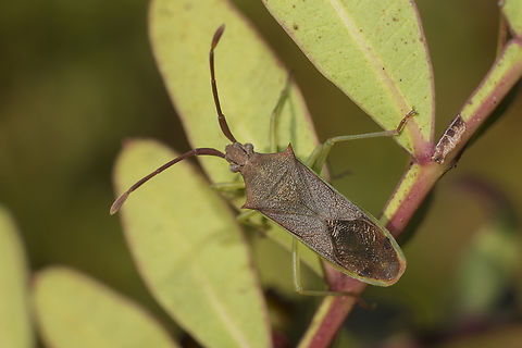 Plinachtus imitator Plinachtus imitator, on Pistacia lentiscus Coreidae,Geotagged,Gonocerini,Plinachtus imitator,Portugal,Winter,arthropoda,biodiversity,bugs,insecta,insects,spring