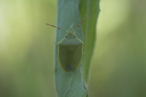 Acrosternum heegeri Acrosternum heegeri Acrosternum heegeri