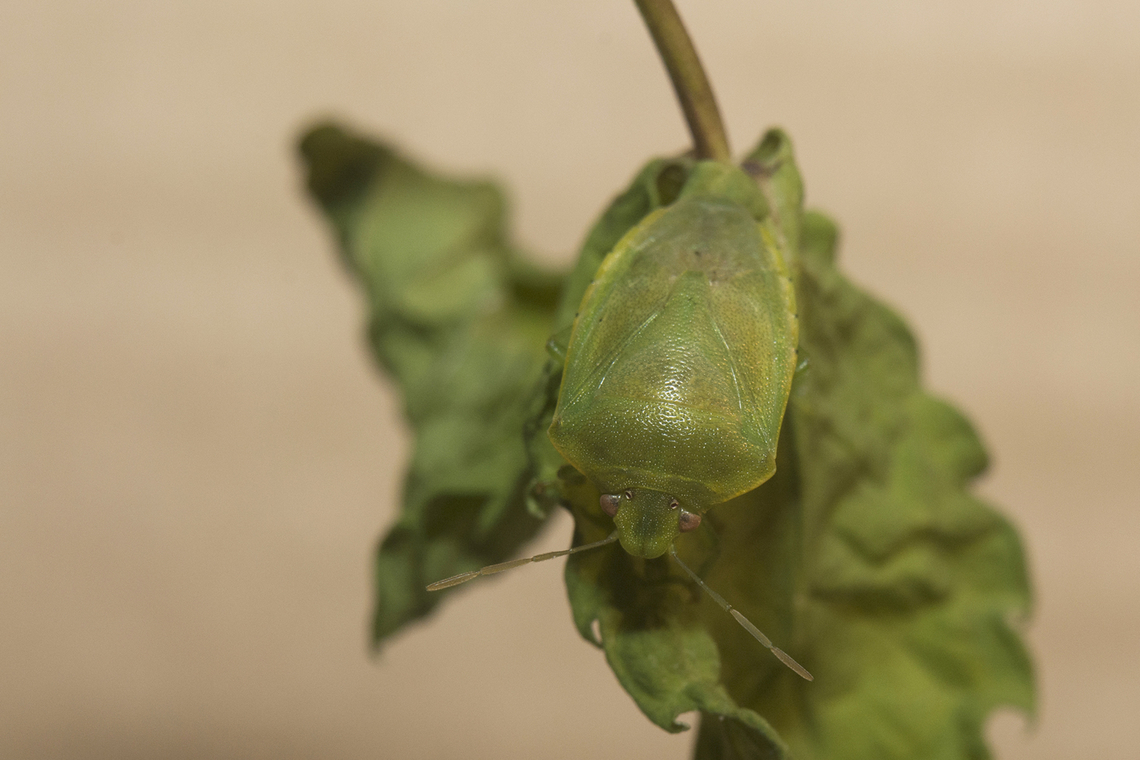 Acrosternum millierei Acrosternum millierei Acrosternum millierei,arthropoda,biodiversity,hemiptera,heteroptera,insecta,insects,pentatomidae,pentatominae,pentatomini,spring