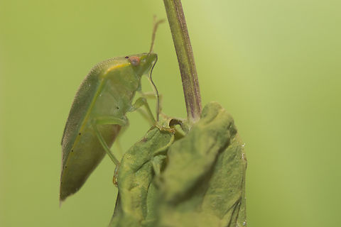 Acrosternum millierei Acrosternum millierei Acrosternum millierei,arthropoda,biodiversity,hemiptera,heteroptera,insecta,insects,pentatomidae,pentatominae,pentatomini,spring