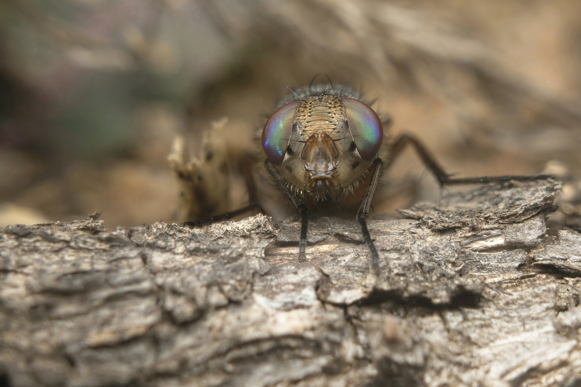 Rhyncomya columbina Rhyncomya columbina<br />
Stacked image: 3 Exp. | Handheld | Rendered with Helicon Focus Rhyncomya columbina,arthropoda,biodiversity,brachycera,diptera,fly,insecta,insects,rhiniidae,winter