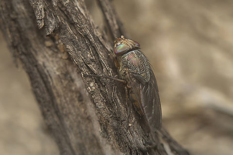 Rhyncomya columbina Rhyncomya columbina
Stacked image: 2 Exp. | Handheld | Rendered with Helicon Focus
 Rhyncomya columbina,arthropoda,biodiversity,brachycera,diptera,fly,insecta,insects,rhiniidae,winter