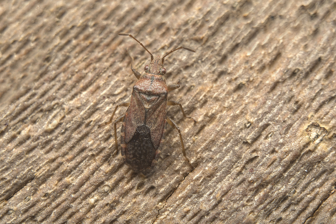 Orsillus depressus Orsillus depressus, found under the bark of Platanus hispanica<br />
Stacked image: 4 Exp. | Handheld | Rendered with Helicon Focus Lygaeoidea,Orsillus depressus,arthopoda,biodiversity,bugs,hemiptera,heteroptera,insecta,insects,orsiliini,orsillidae,orsillinae,winter