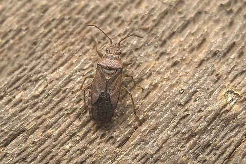 Orsillus depressus Orsillus depressus, found under the bark of Platanus hispanica
Stacked image: 4 Exp. | Handheld | Rendered with Helicon Focus Lygaeoidea,Orsillus depressus,arthopoda,biodiversity,bugs,hemiptera,heteroptera,insecta,insects,orsiliini,orsillidae,orsillinae,winter