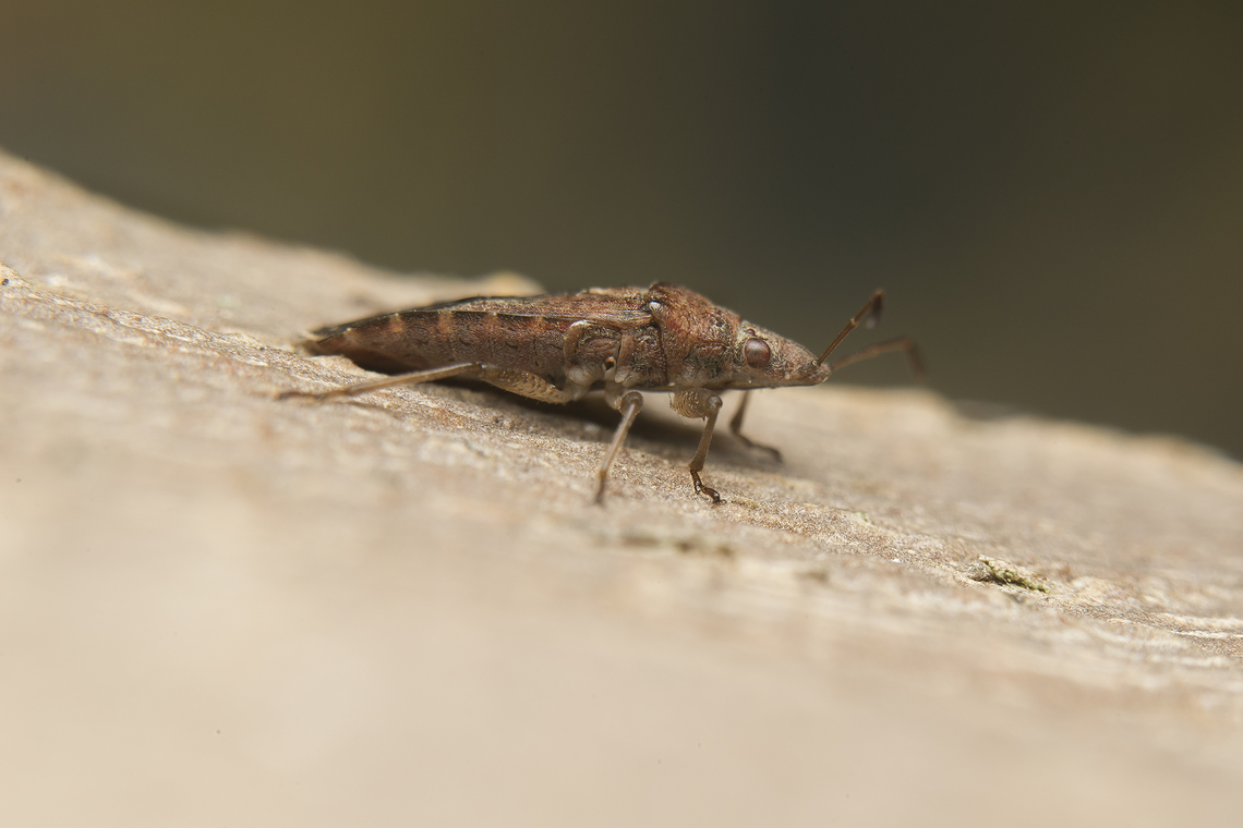 Orsillus depressus Orsillus depressus, found under the bark of Platanus hispanica<br />
Stacked image: 4 Exp. | Handheld | Rendered with Helicon Focus Lygaeoidea,Orsillus depressus,arthopoda,biodiversity,bugs,hemiptera,heteroptera,insecta,insects,orsiliini,orsillidae,orsillinae,winter