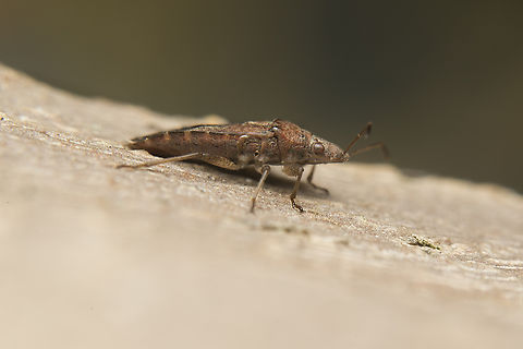 Orsillus depressus Orsillus depressus, found under the bark of Platanus hispanica
Stacked image: 4 Exp. | Handheld | Rendered with Helicon Focus Lygaeoidea,Orsillus depressus,arthopoda,biodiversity,bugs,hemiptera,heteroptera,insecta,insects,orsiliini,orsillidae,orsillinae,winter