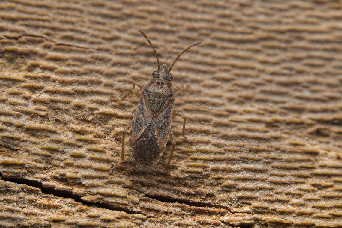 Arcocatus longiceps Arcocatus longiceps, found under the bark of Platanus hispanica<br />
Stacked image: 4 Exp. | Handheld | Rendered with Helicon Focus Arocatus longiceps,Lygaeidae,Lygaeinae,Lygaeoidea,arthropoda,biodiversity,hemiptera,heteroptera,insectaBugs,insects,winter